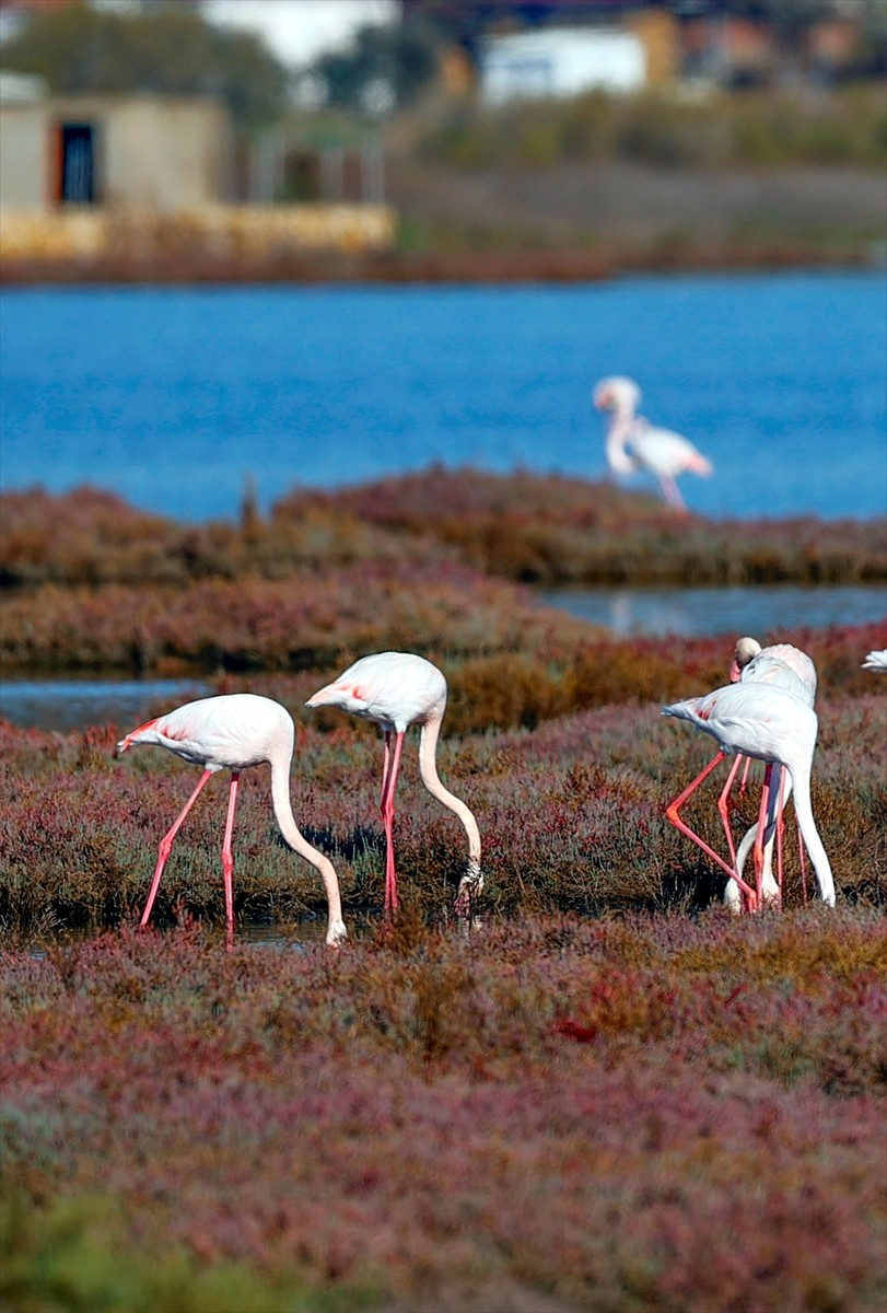 Muğla'nın Milas ilçesinde "ulusal öneme haiz sulak alan" olarak tescil edilen Tuzla Sulak...