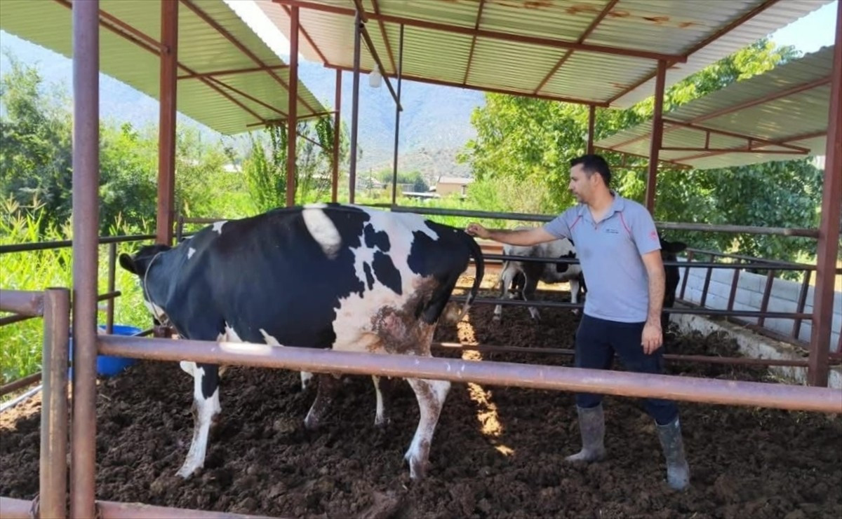 Muğla'nın Milas ilçesinde şap hastalığı nedeniyle 11 mahallede karantina başlatıldı.