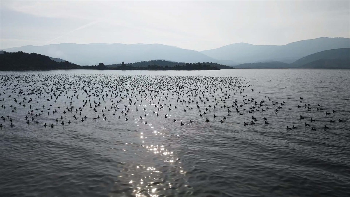 Muğla'nın Milas ile Aydın'ın Söke ilçeleri sınırlarındaki Bafa Gölü'nde yaz aylarında yaşanan...
