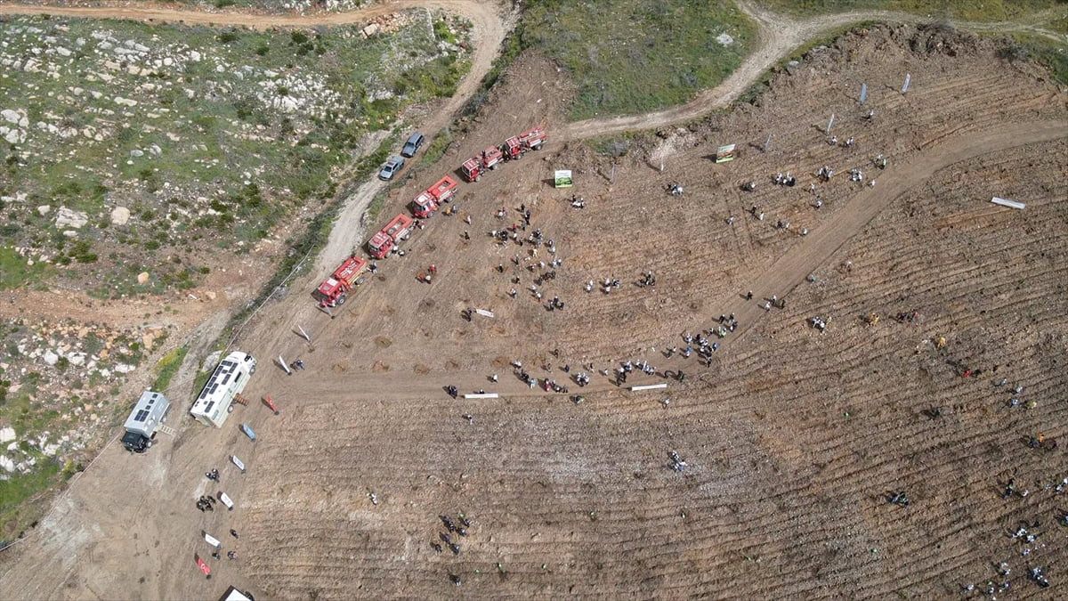 Muğla'nın Turnalı sahili kenarında 18 Ekim 2024'te çıkan orman yangınında zarar gören alana fidan...