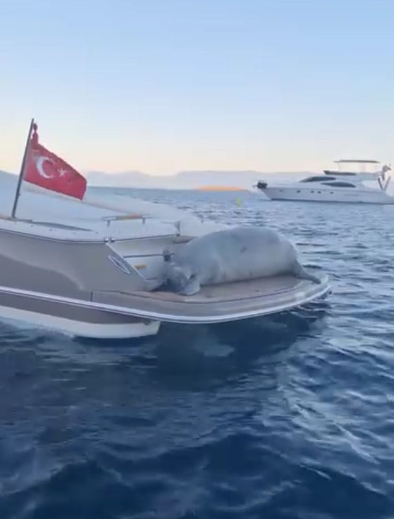 MUĞLA’NIN BODRUM İLÇESİNDE ÇIKTIĞI MOTORYATTA DİNLENEN YETİŞKİN BİR AKDENİZ FOKU...
