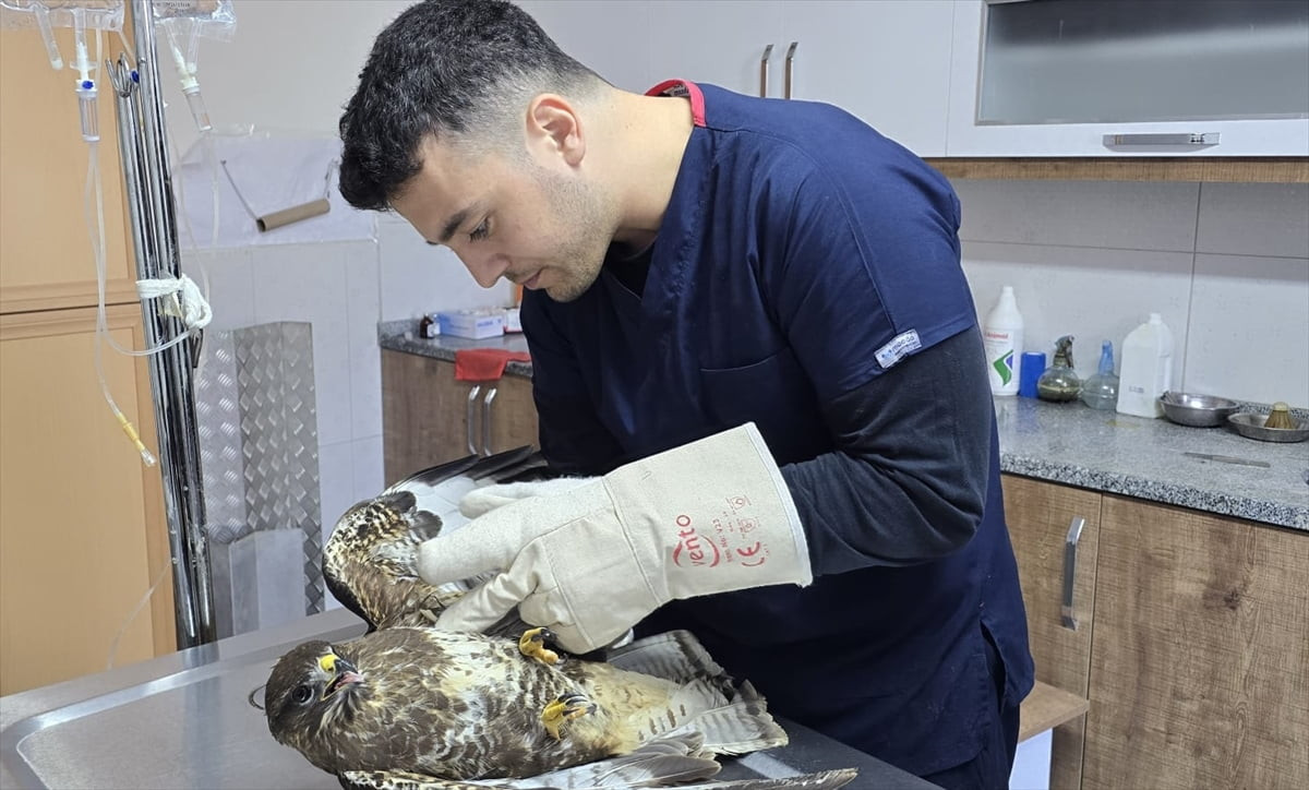 Muğla’nın Seydikemer ilçesinde seraların arasında yaralı halde bulunan şahin, tedavi altına...