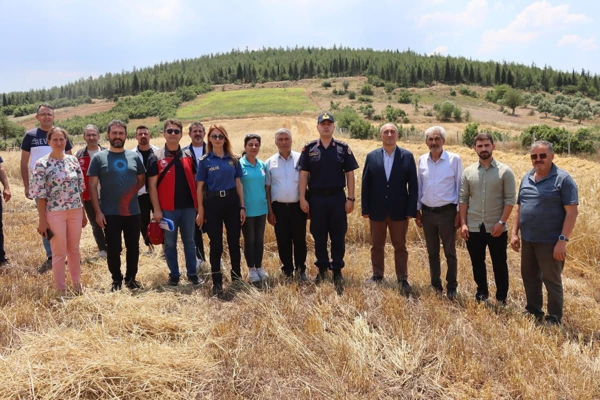 MUĞLA’NIN YATAĞAN İLÇESİNE BAĞLI KAFACA KAPLANCIK MAHALLESİ’NDE DÜZENLENEN ARPA VE BUĞDAY HASADI...