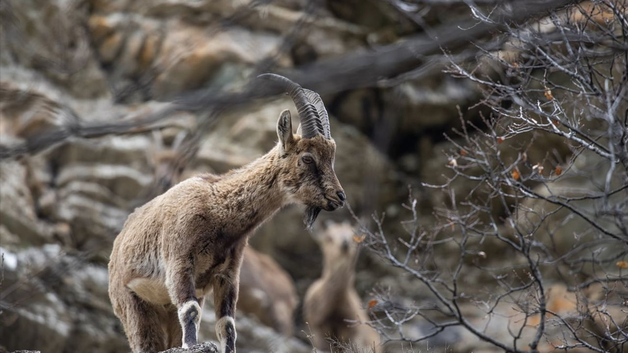 Munzur Vadisi: Doğanın Korunması ve Yaban Hayatın Zenginliği