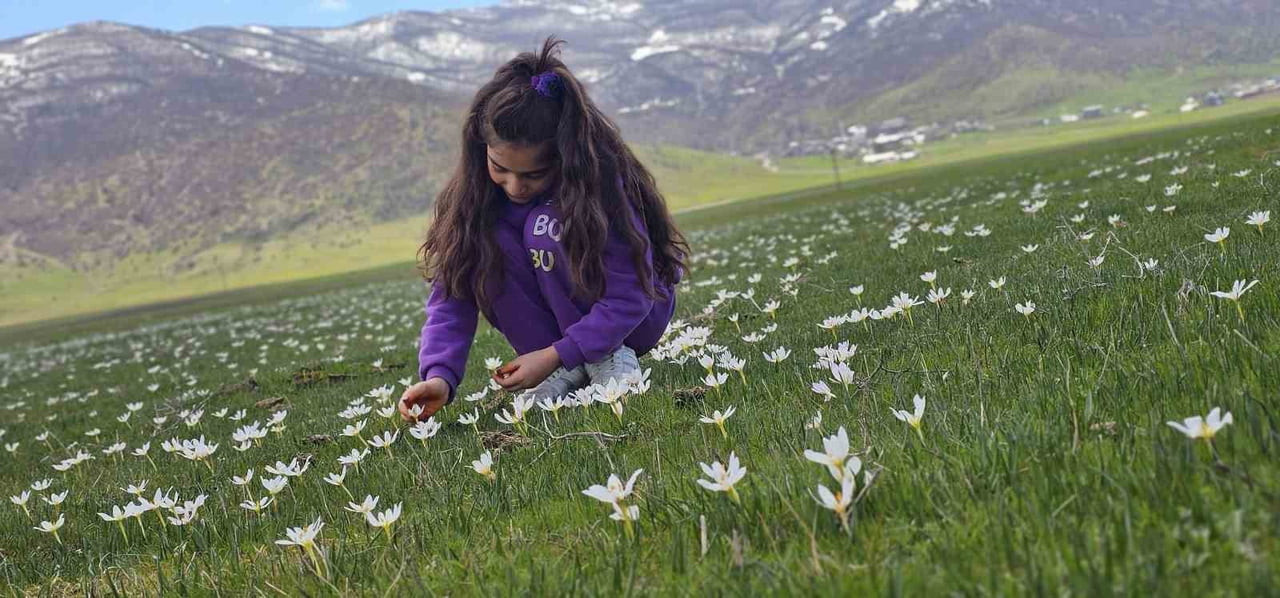 MUŞ OVASI, BAHARIN GELİŞİYLE AÇAN ÇİĞDEMLERLE RENK CÜMBÜŞÜNE DÖNDÜ.