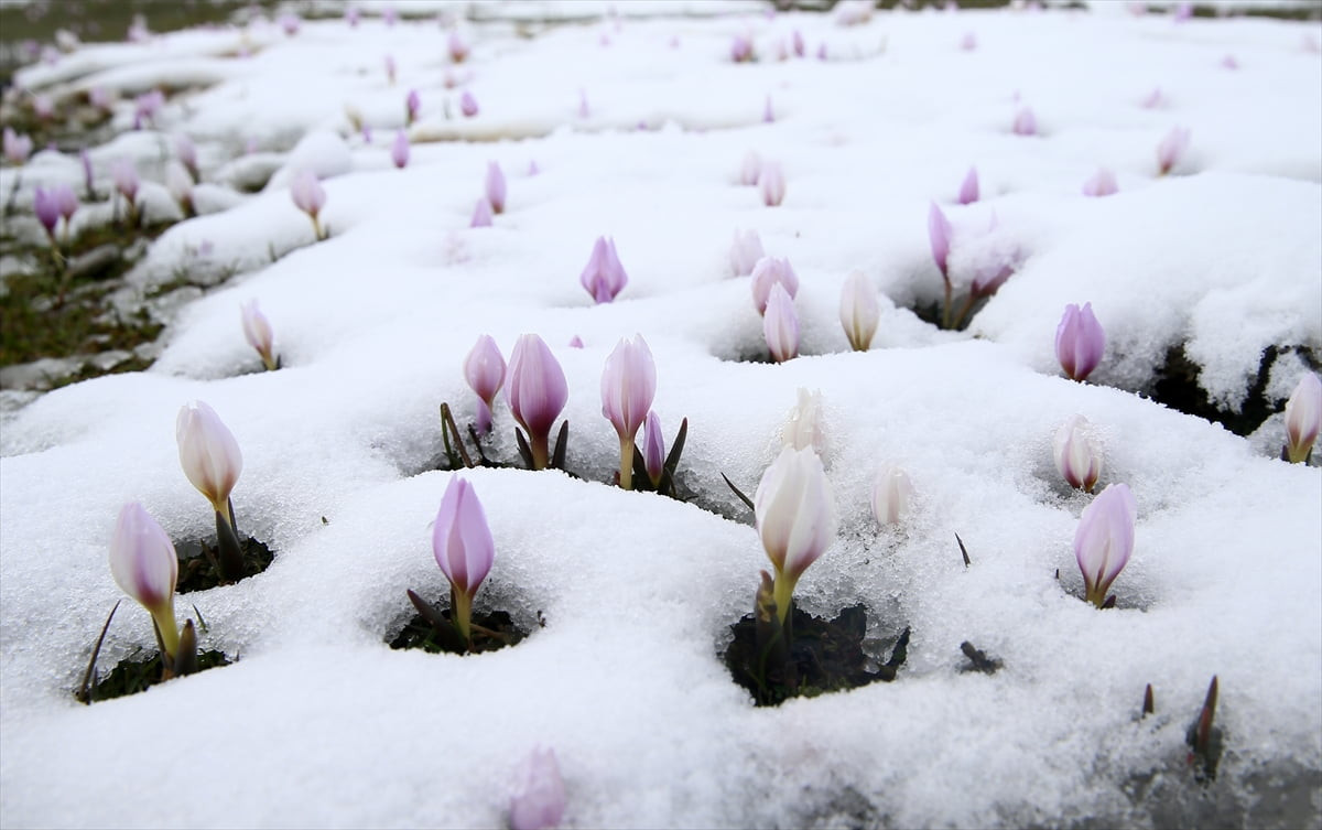 Muş Ovası'nda açan "baharın habercisi" çiğdemler, kar yağışının ardından beyaz örtü altında kaldı....
