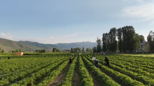 Muş'ta çilek tarlası vatandaşlara açıldı