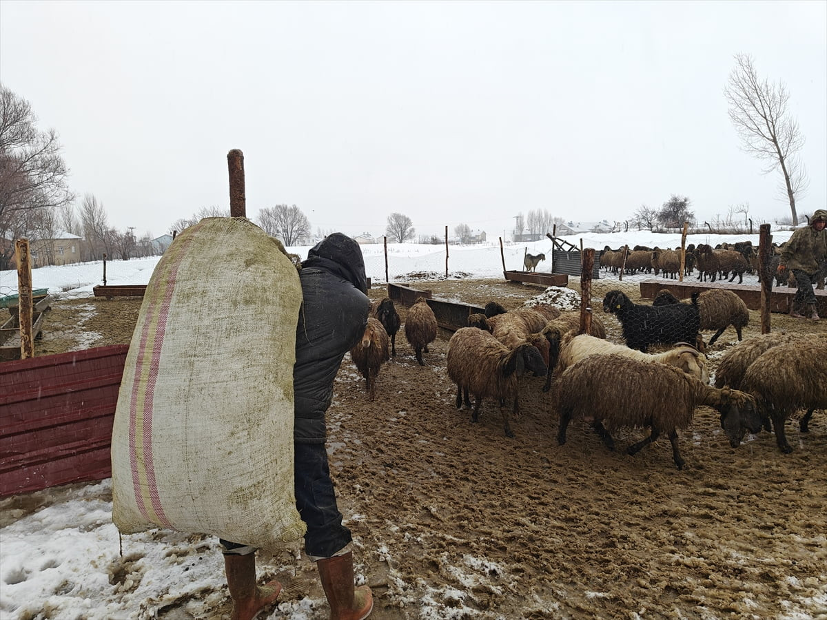 Muş'ta devlet destekleri sayesinde küçük ve büyükbaş hayvan sayısı artıyor. Kırsalda üretimi...