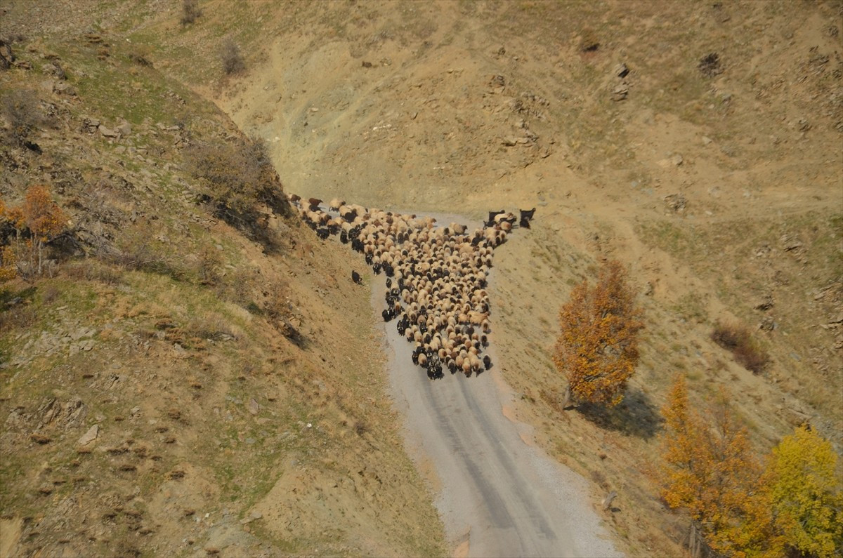 Muş'ta hayvan yetiştiricilerinin sürüleriyle, sıcak bölgelere günler süren zorlu yolculuğu...