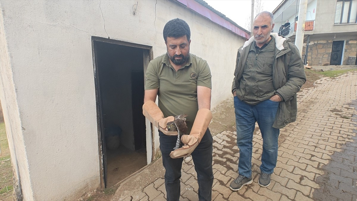 Muş'ta yaralı halde bulunan atmaca koruma altına alındı. Karabey köyü yakınlarında hayvanlarını...