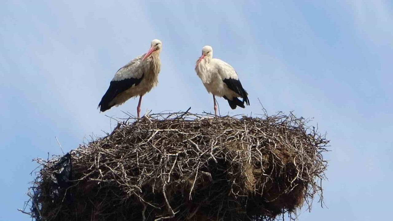 MUŞ'UN HASKÖY İLÇESİNDE ORTANCA İLE BÜVETLİ KÖYLERİ ARASINDAKİ YOL GÜZERGAHINDA BULUNAN 18 LEYLEK...