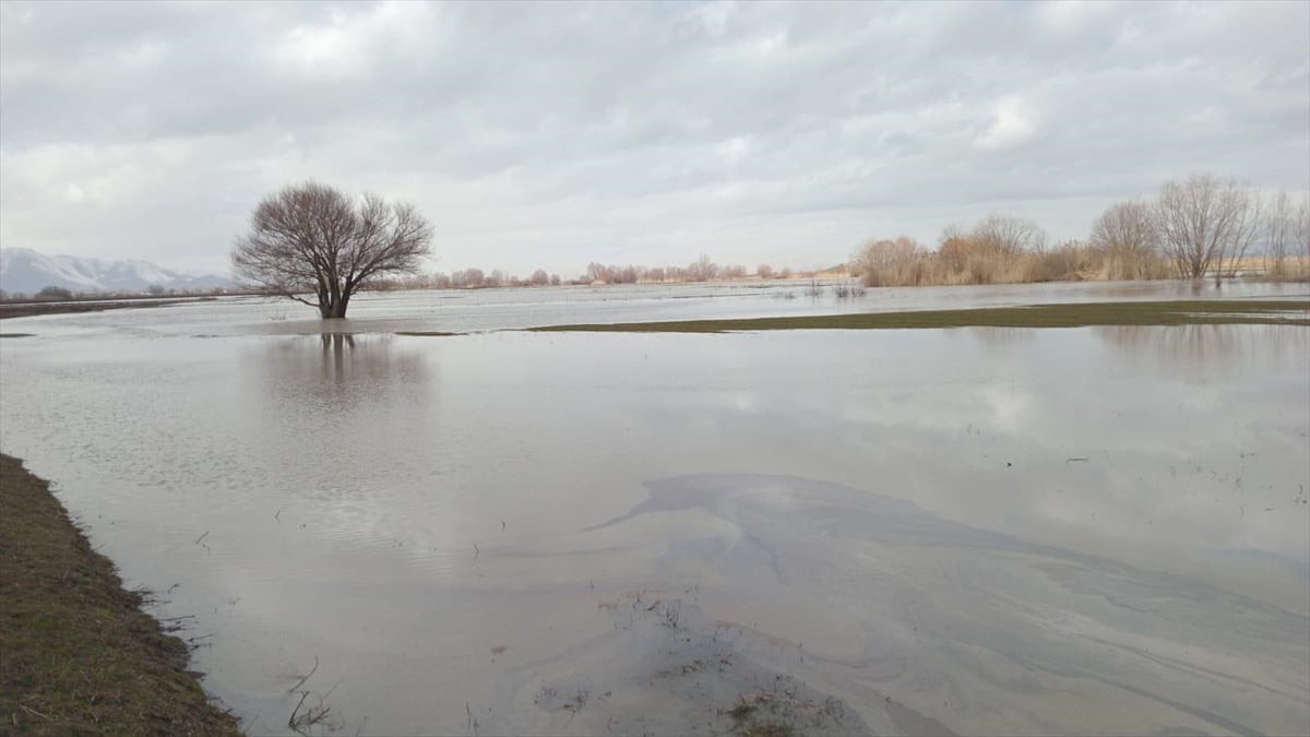 Muş'un Korkut ilçesinde, Tarım ve Orman Müdürlüğü ekipleri, derenin taşması sonucu su altında...