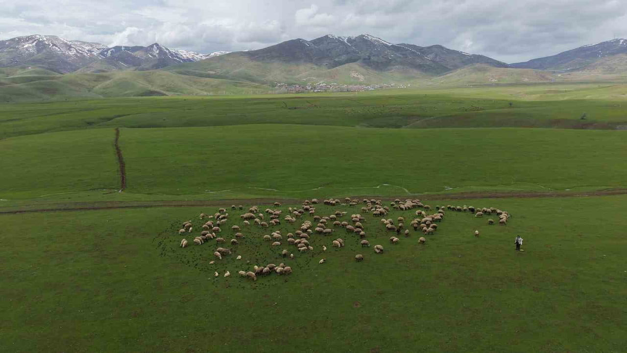 MUŞ’TA BAHARIN GELİŞİYLE BİRLİKTE KOYUNLAR MERAYA ÇIKARILIRKEN OVAYA AKIN EDEN GÖÇMEN KUŞLARIN...