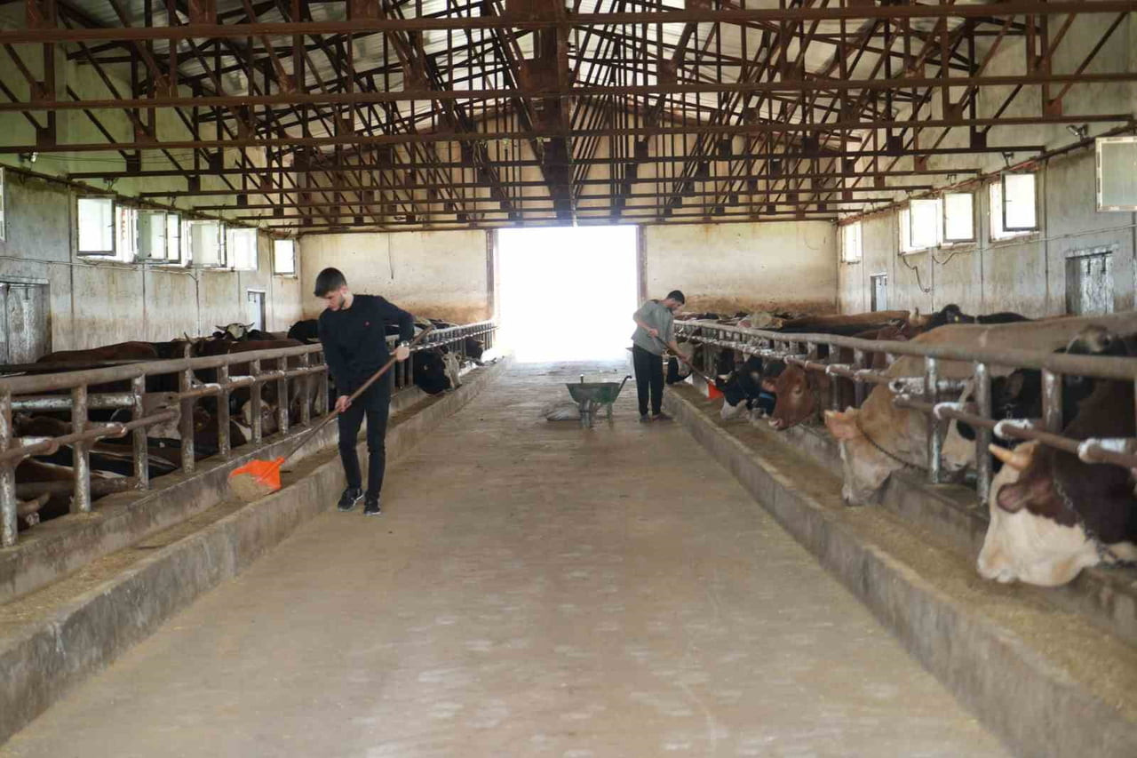MUŞ’TAN BATI İLLERİNE 50 BİN KURBANLIK HAYVAN SEVK EDİLECEK