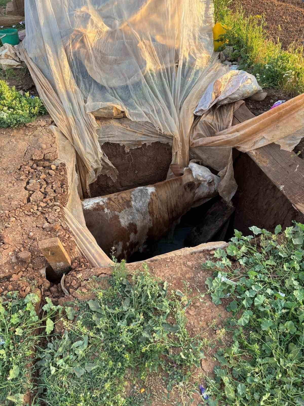 MUŞ’UN HARMAN KÖYÜNDE FOSEPTİK ÇUKURUNA DÜŞEN İNEK, İTFAİYE EKİPLERİNİN HIZLI VE KOORDİNELİ...