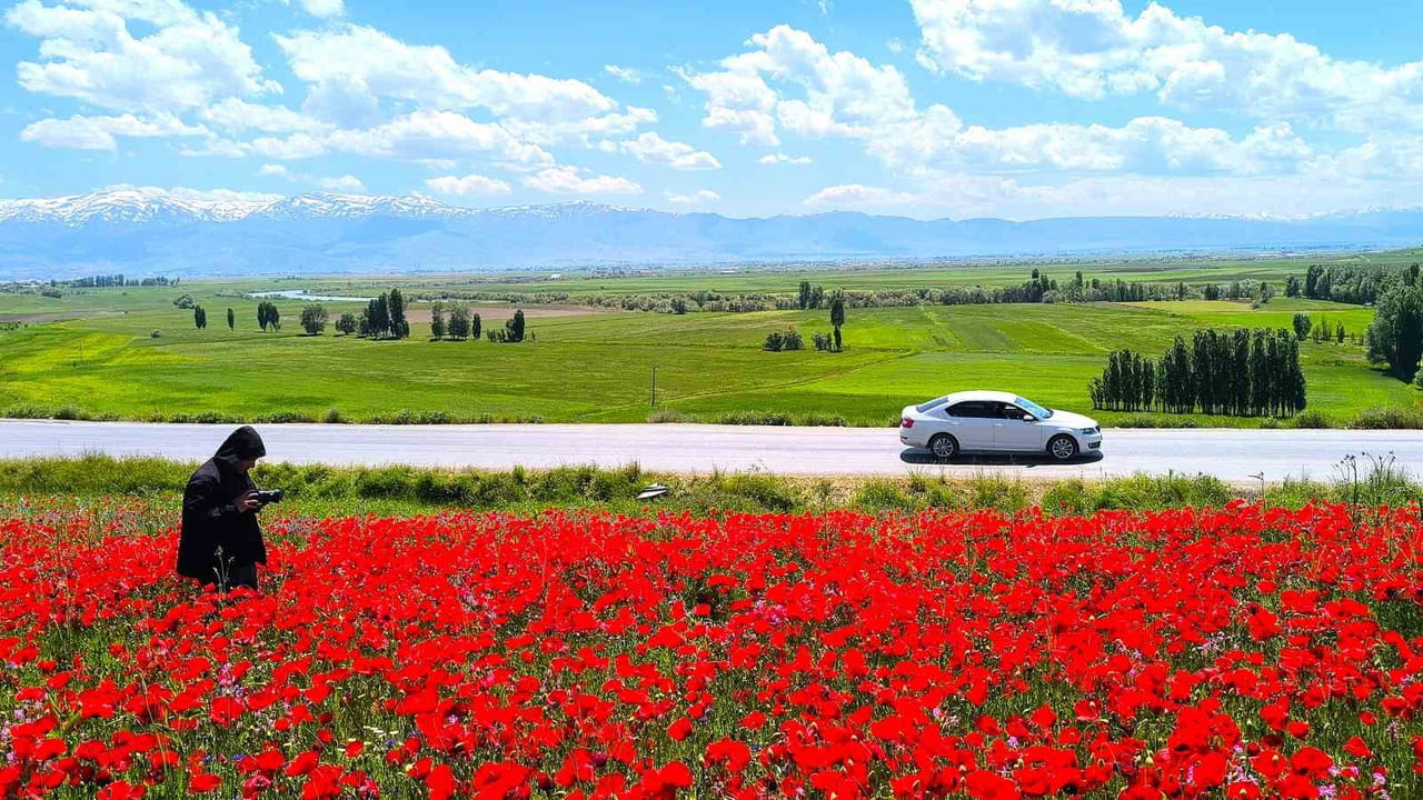 MUŞ’UN TAŞOLUK KÖYÜNDE YOL KENARINDA DOĞAL OLARAK OLUŞAN VE GENİŞ BİR ALANA YAYILAN GELİNCİK...