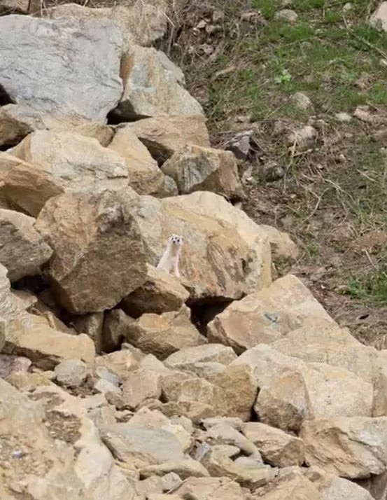 MUŞ’UN ÜÇEVLER BÖLGESİNDE NESLİ TÜKENME TEHLİKESİ ALTINDA OLDUĞU BELİRTİLEN BEYAZ SANSAR...