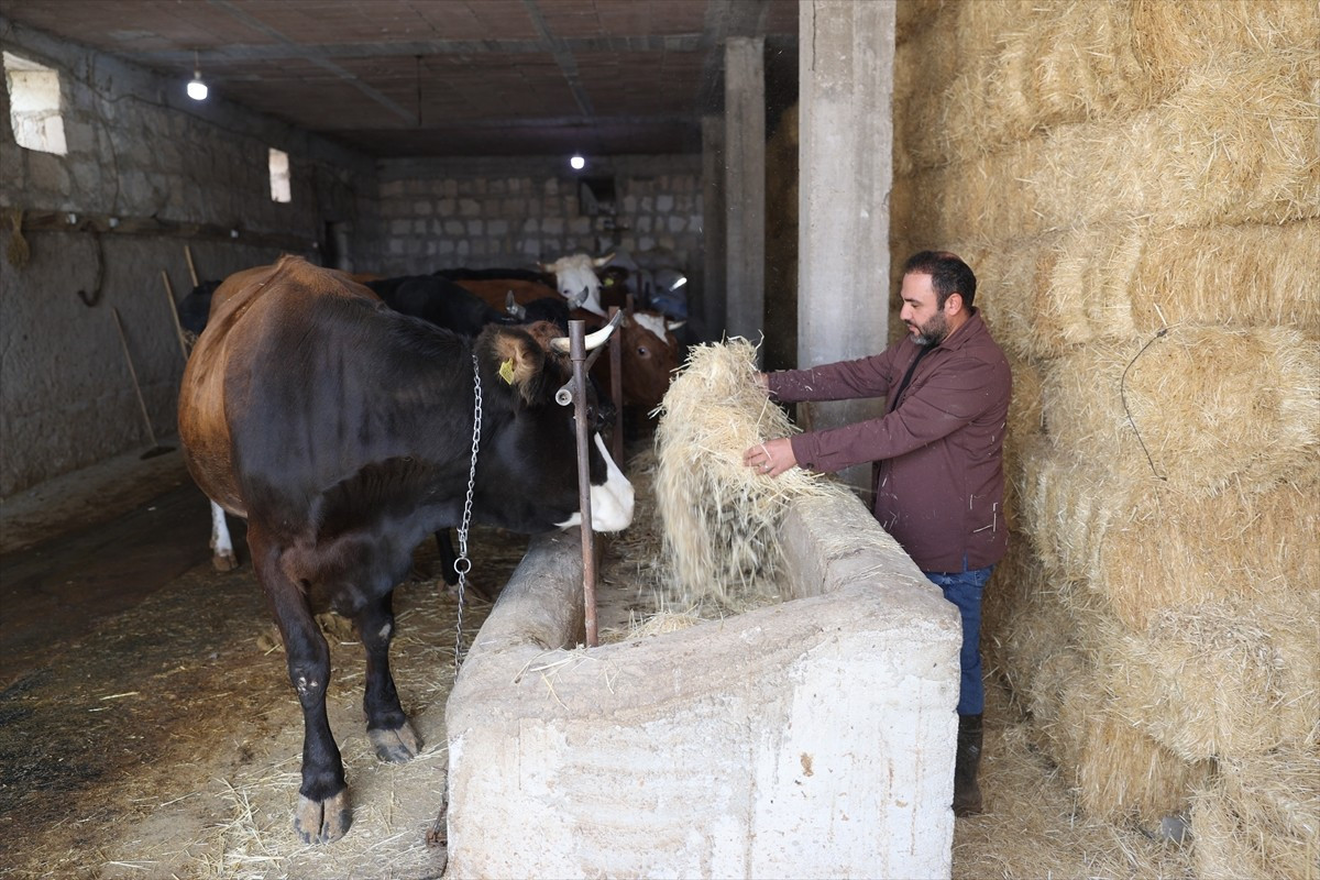 Nevşehir'in Güvercinlik köyünde yaşayan veteriner hekim Hamdi İpek, Tarım ve Orman Bakanlığından...