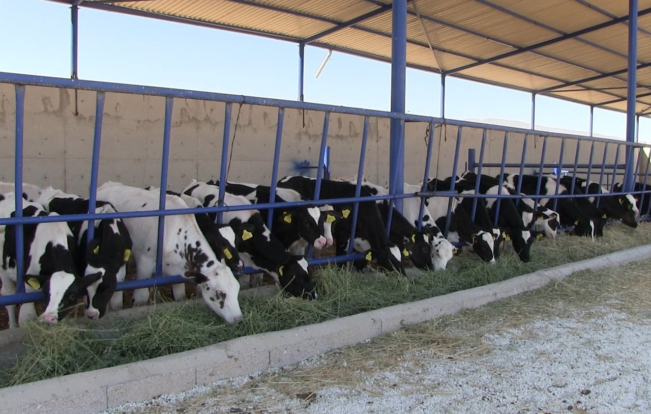 NİĞDE’YE BAĞLI KİLEDERE BELDESİ, BÜYÜKBAŞ HAYVANLARDA TESPİT EDİLEN ŞAP HASTALIĞI VAKALARI...