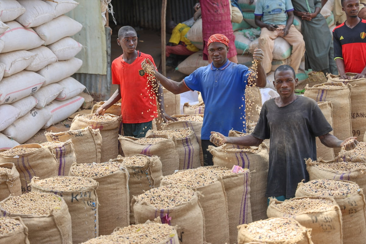 Nijerya'nın kuzeybatısındaki Kebbi eyaletinde yer alan Argungu ilçesinde kurulan tahıl pazarı...