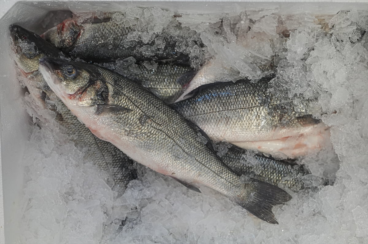 Ocak-şubat döneminde 381 milyon 906 bin dolarlık ihracatla Cumhuriyet tarihinin en yüksek ilk iki...