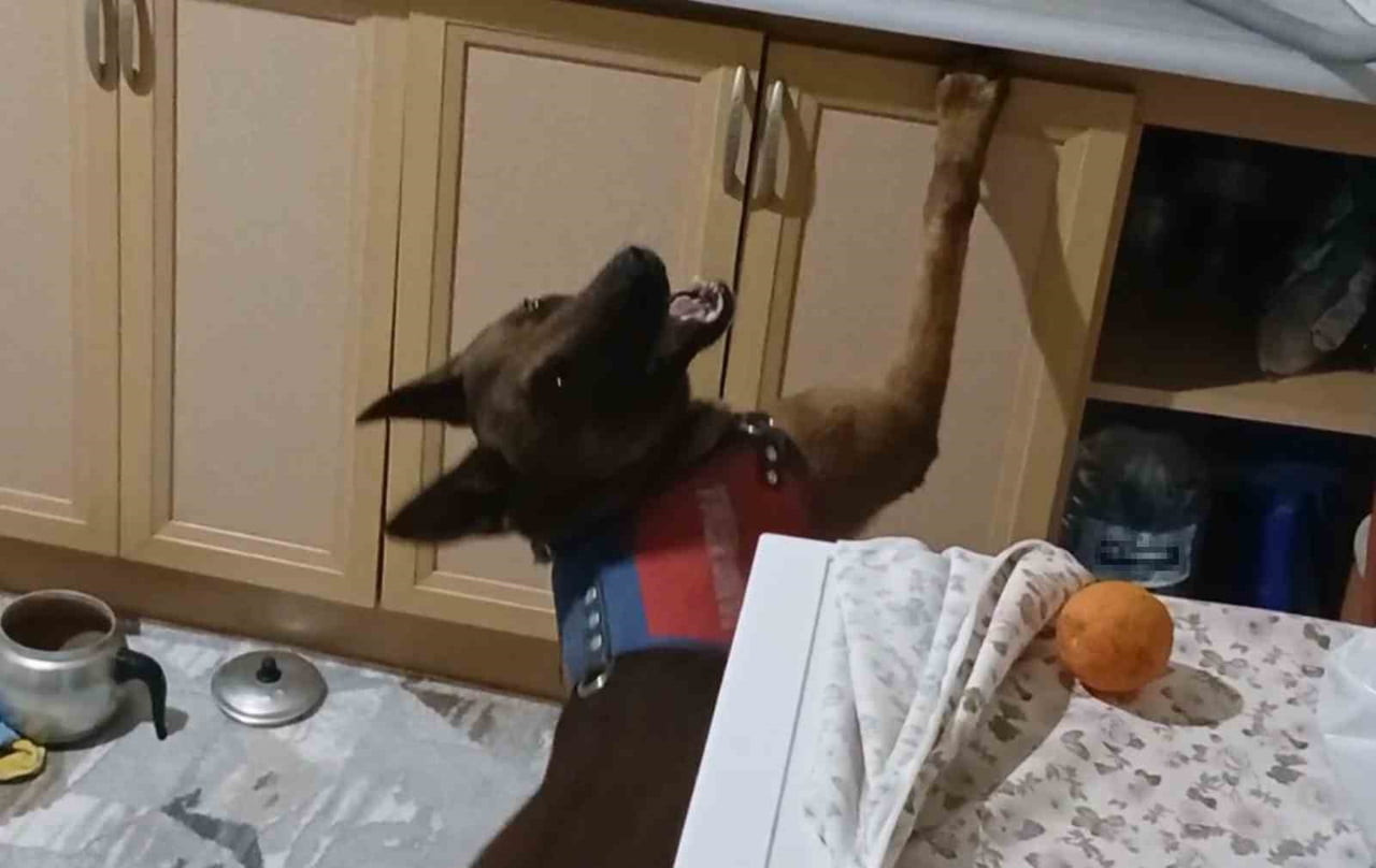 OPERASYONA KATILAN NARKOTİK KÖPEĞİ YALMAN, BURNUYLA KOKLAYIP YERİNİ TESPİT ETTİĞİ UYUŞTURUCULARI...