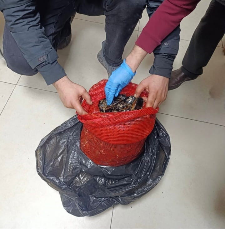 OPERASYONDA, HALK SAĞLIĞINI TEHDİT EDEN 10 TON KAÇAK MİDYE ELE GEÇİRİLDİ.
