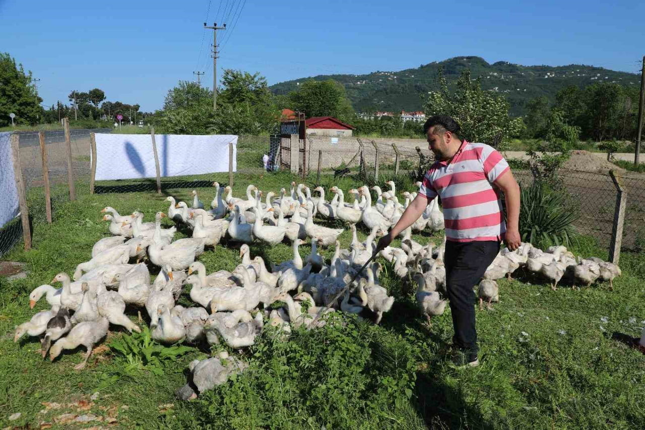 ORDU BÜYÜKŞEHİR BELEDİYESİ’NİN ALIM GARANTİLİ OLARAK YÜRÜTTÜĞÜ KAZ YETİŞTİRİCİLİĞİ PROJESİ...