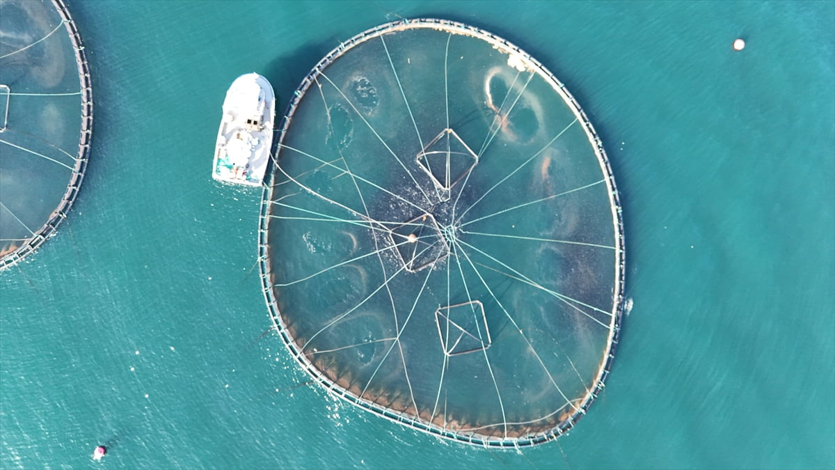 Ordu'da kafes balıkçılığı tesislerinde geçen yıl yaklaşık 6 bin ton balık üretiminin gerçekleştiği...