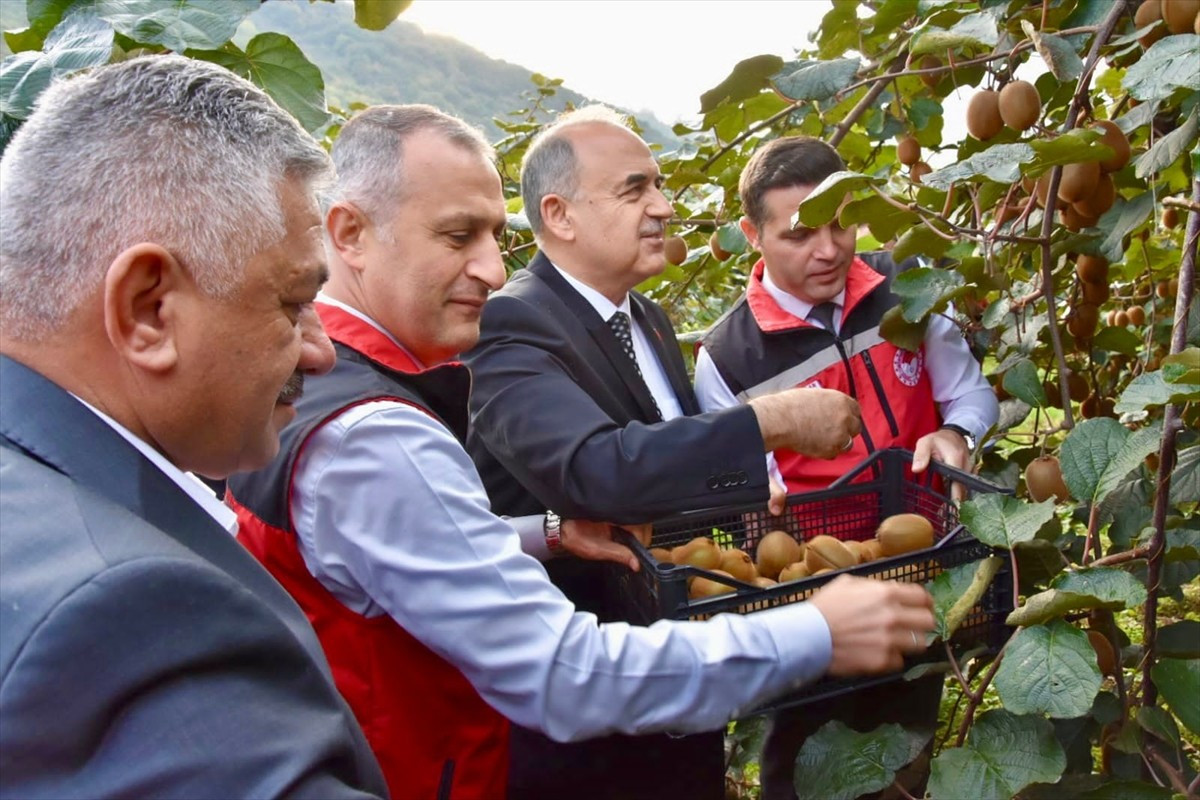 Ordu'nun Gülyalı ilçesinde kivi hasadına başlandı. Vali Muammer Erol, ilçenin Turnasuyu...