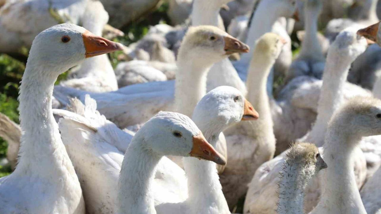 Ordu'da Kaz Yetiştiriciliği Projesi Gelişiyor