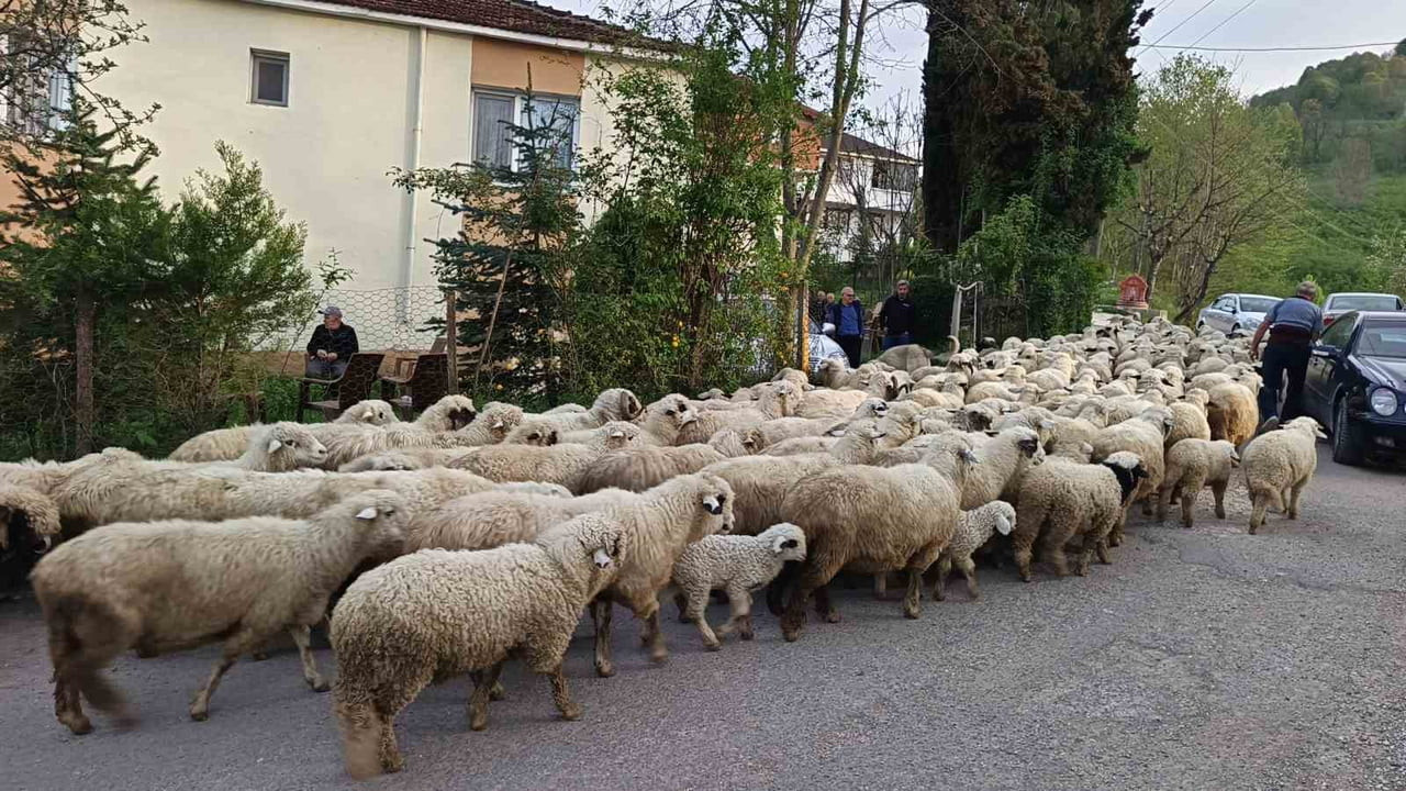 ORDU’DA KOYUNCULUKLA UĞRAŞAN VATANDAŞLAR, BAHARIN GELMESİYLE BİRLİKTE YAYLALARA GÖÇ ETMEYE...