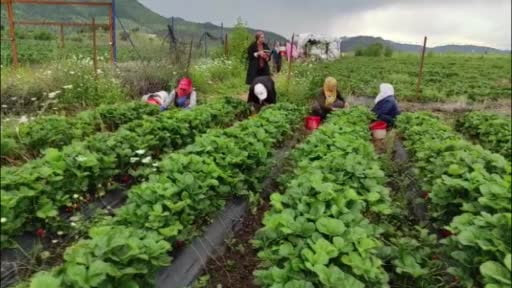 Organik çilek üreticileri pazar için destek bekliyor