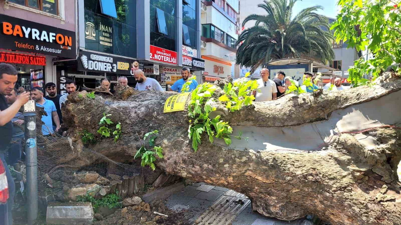 ORHANGAZİ'DE ASIRLIK ÇINAR DEVRİLDİ