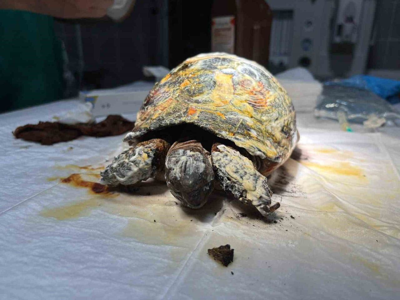 ORMAN YANGINDA YARALANAN KAPLUMBAĞA TEDAVİ ALTINA ALINDI