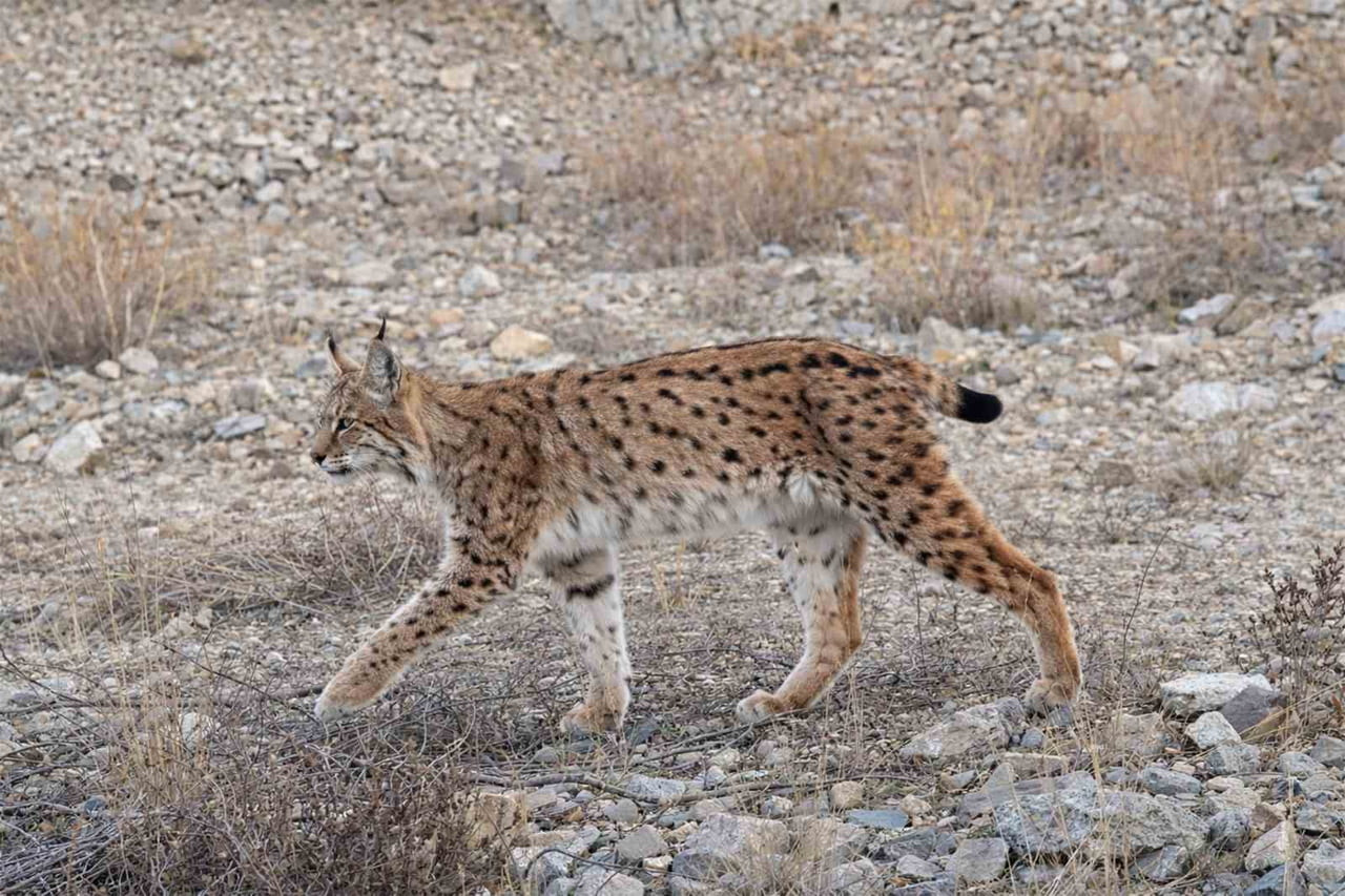 ORMANLIK ALANLARA YERLEŞTİRİLEN FOTOKAPANLARA, IUCN KIRMIZI LİSTESİNDE YER ALAN VE BİRİNCİ...
