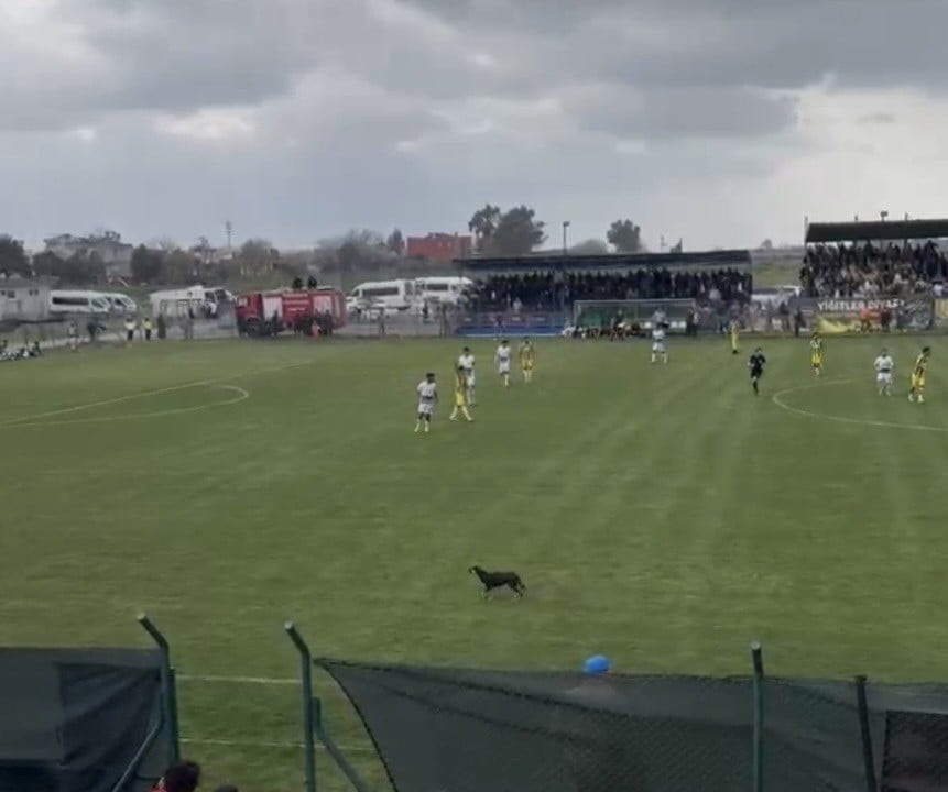 OSMANİYE FUTBOL SAHAYA GİREN KÖPEK