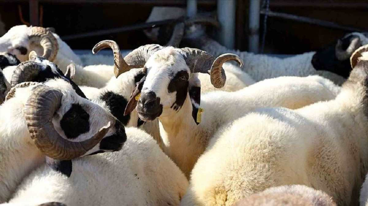 Osmaniye kurbanlık fiyatları