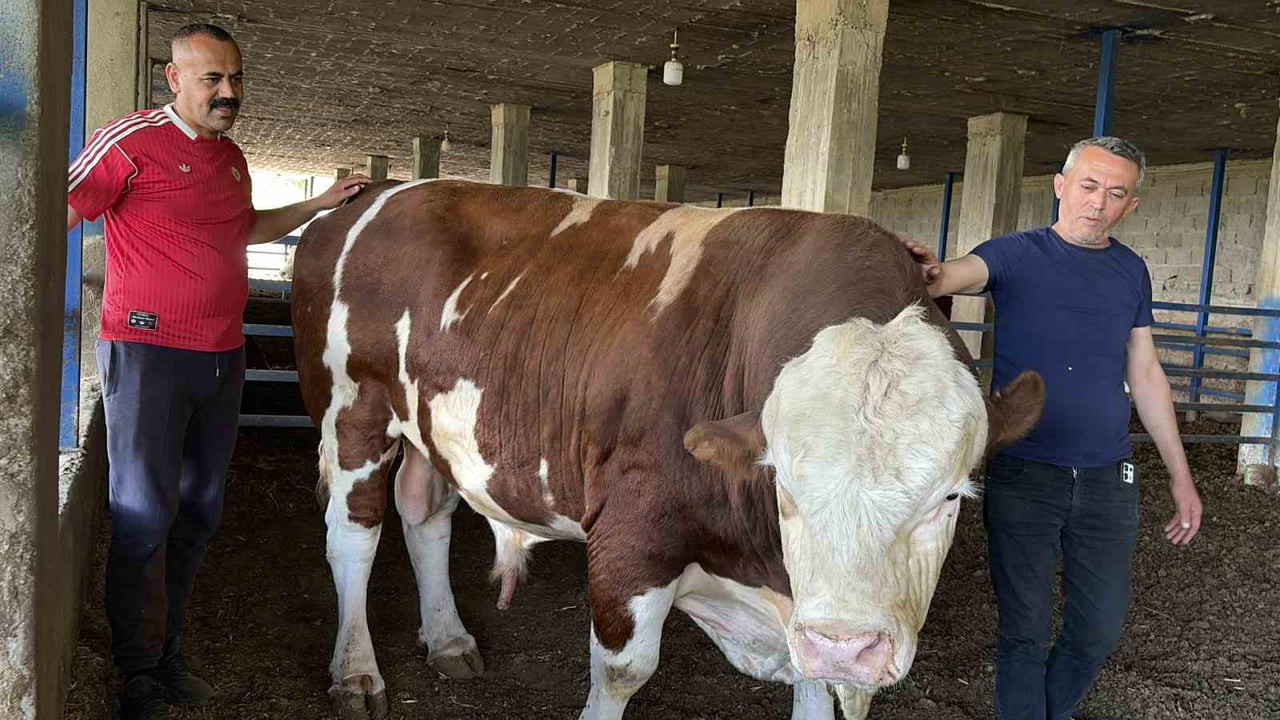 OSMANİYE'DE ATA MESLEĞİ BESİCİLİĞİ DEVAM ETTİREREK YILLARDIR KURBAN BAYRAMLARINA KURBANLIK...