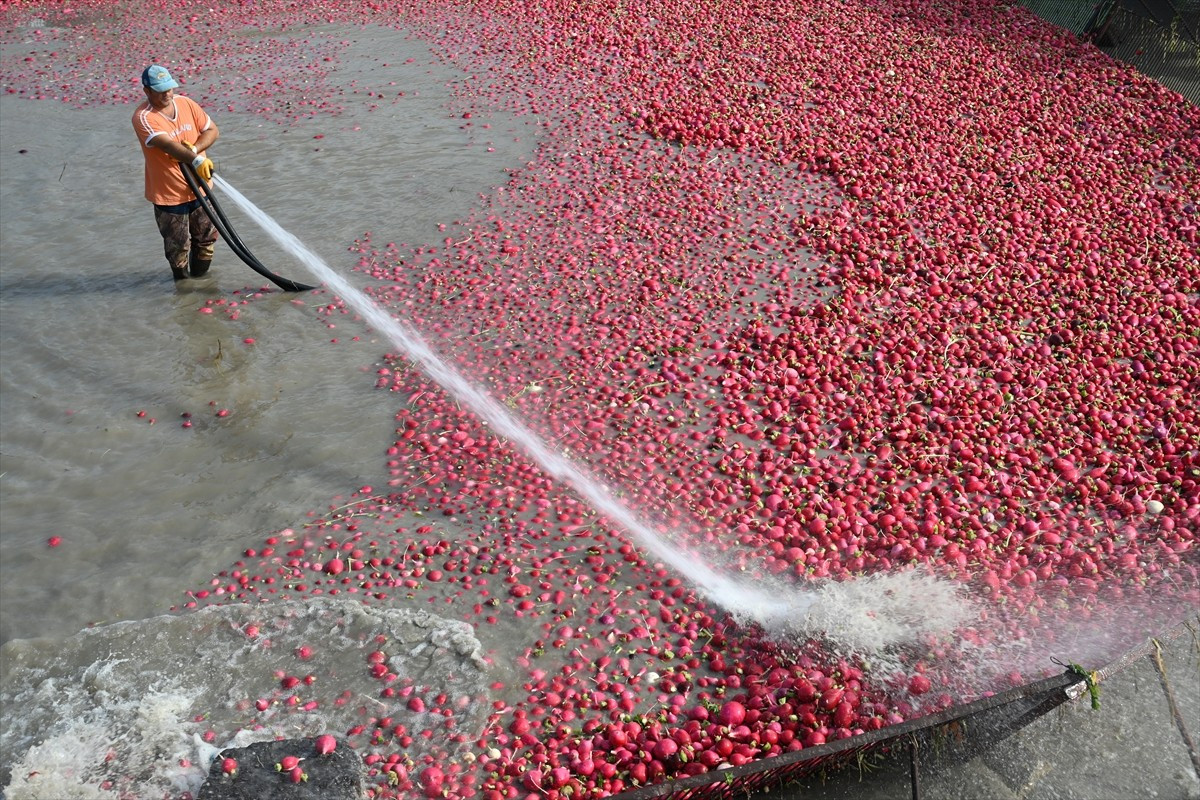  Osmaniye'de coğrafi işaret tescilli Kadirli turpunda hasada başlayan çiftçiler, tüketicilere...