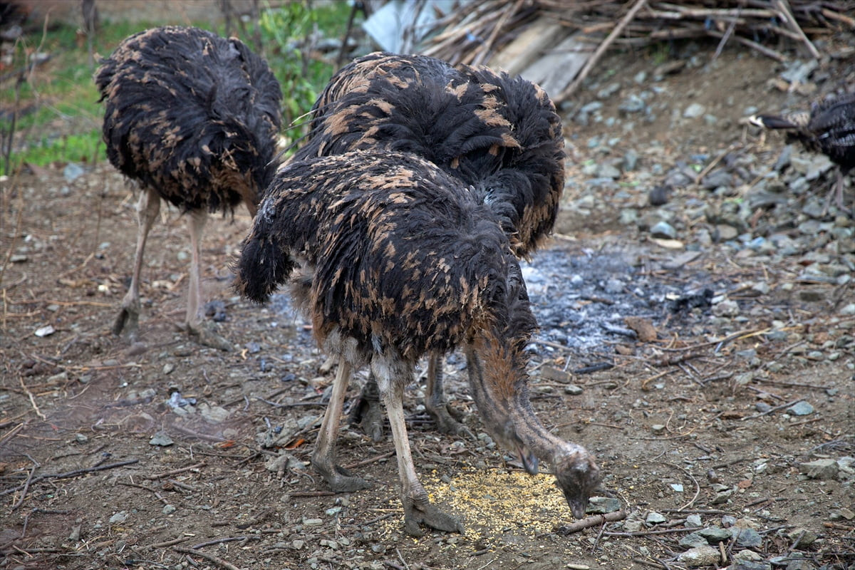 Osmaniye'nin Bahçe ilçesinde, arkadaşının hediyesiyle deve kuşu yetiştirmeye başlayan Ahmet Kılıç...