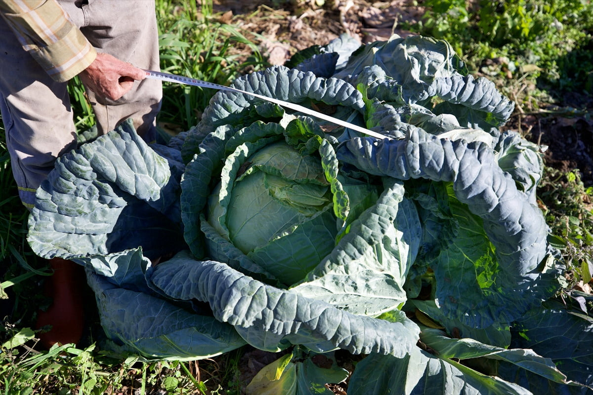Osmaniye'nin Hasanbeyli ilçesindeki 65 yaşındaki Bilal Tozluklu, emekli olduktan sonra hobi amaçlı...