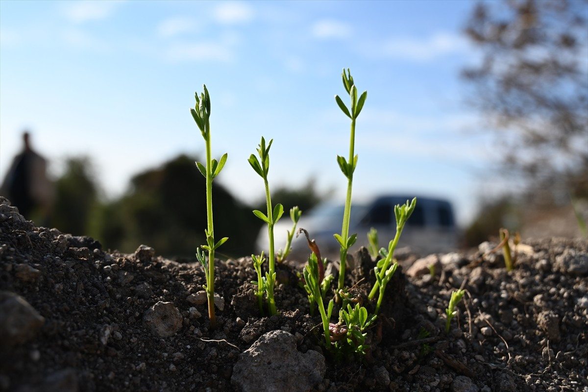 Osmaniye'nin Sumbas ilçesinde ağustos ayında çıkan yangında zarar gören 45 hektarlık ormanlık...