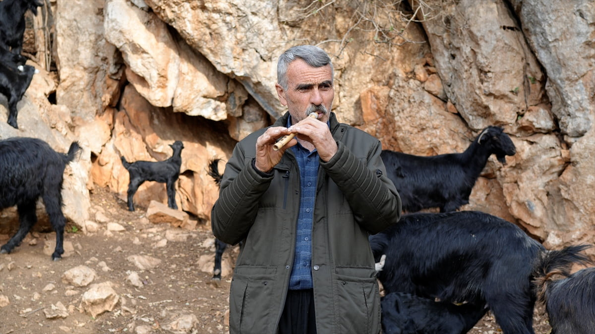 Osmaniye'nin Sumbas ilçesinde ata mesleği çobanlığı devam ettiren 60 yaşındaki Turgut Göker, 50...