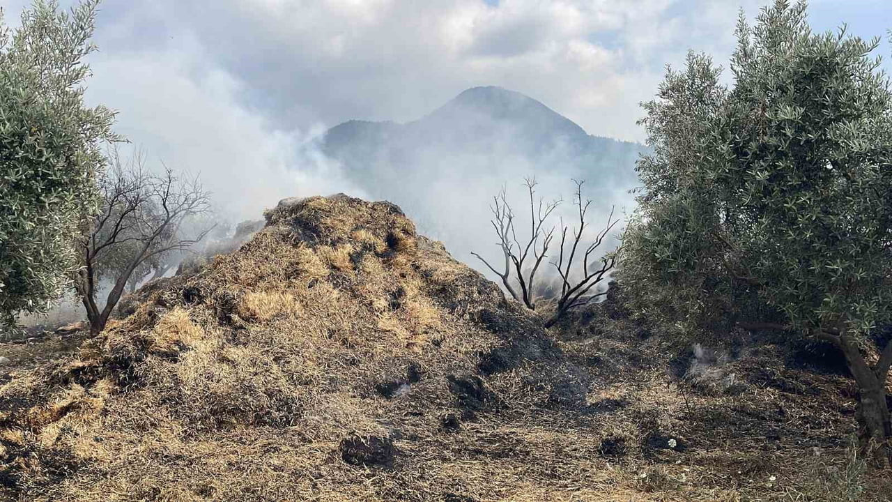 OSMANİYE’DE BAHÇEDEKİ SAMAN BALYALARI YANDI, ZEYTİN FİDANLARI ZARAR GÖRDÜ