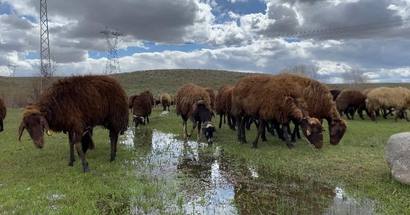 PATNOS İLÇESİNDE BESİCİLER, SEZONLUK 100-120 BİN TL'YE KADAR ÇIKAN ÜCRETLERE RAĞMEN ÇOBAN BULMAKTA...