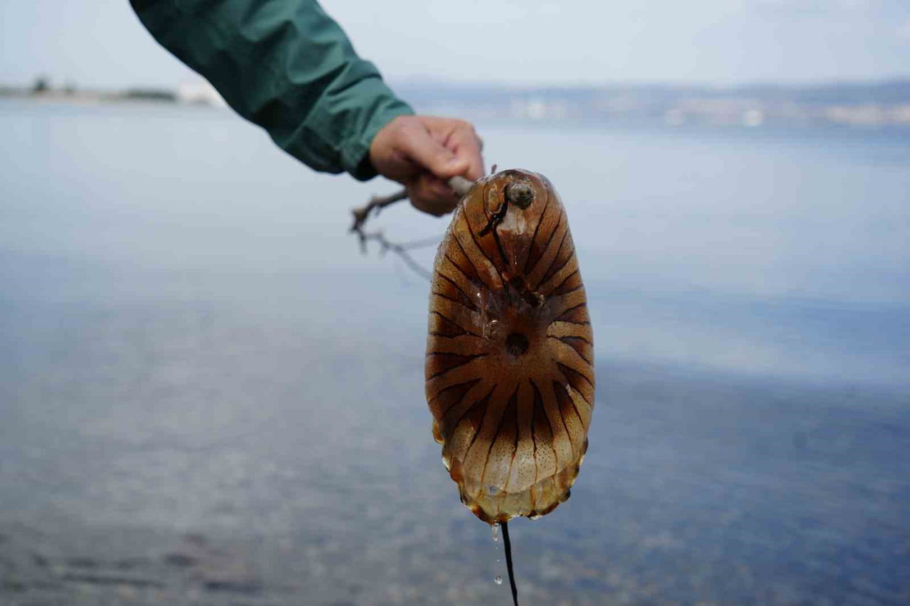 PROF. DR. HALİM AYTEKİN ERGÜL, BU TÜRÜN ÖZELLİKLE UZANTILARINA DOKUNULMAMASI GEREKTİĞİNİ, TEMAS...