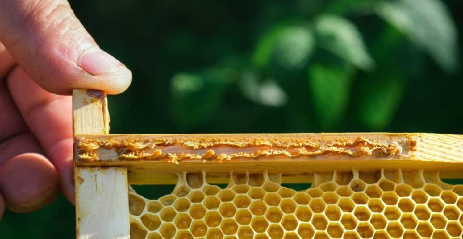 Propolis nedir, nasıl kullanılır