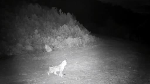 "Ormanın hayaleti" vaşak Çankırı’da görüntülendi