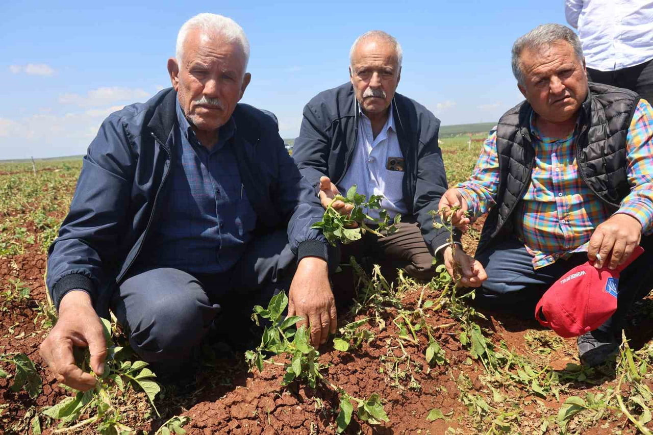 REYHANLI ZİRAAT ODASI BAŞKANI ŞEMSETTİN CÜNEYDİOĞLU (ORTADA) İLE HALİL KUREYŞOĞLU...